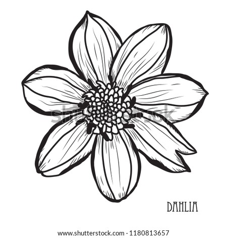 Decorative dahlia flowers, design elements. Can be used for cards, invitations, banners, posters, print design. Floral background in line art style