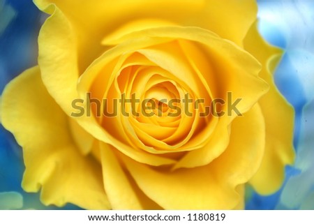 Yellow rose wrapped in blue cellophane foil