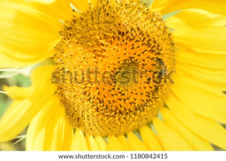 A COUPLE OF BEES POLLINATING A SUNFLOWER WITH THE PETALS VERU OPENED AND RADIANT OF YELLOW COLOURS
