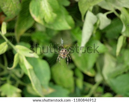 Spider in Spider Web, autumn