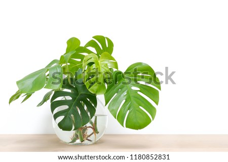 clean image of propagation of Philodendron Monstera, Swiss Cheese Plant leaves, cuttings in water rooting in glass vase, copy space, room for text Royalty-Free Stock Photo #1180852831