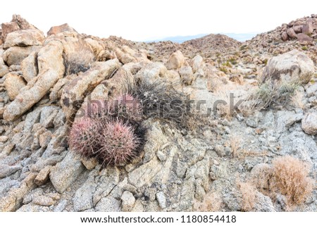 Echinocactus polycephalus (cottontop cactus) in Porcupine Wash wilderness area of Joshua Tree National Park, California