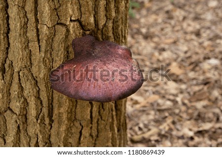 Mushroom on a tree trunk in Autumn Forest in Netherlands