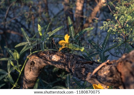 Desert coyote gourd wrapped around a brown tree branch in the Sonoran desert outside of Tucson, Arizona. Beautiful yellow flower with green star shaped leaves, great background image. Fall 2018.