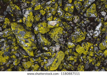 Lichen growing on the stones.