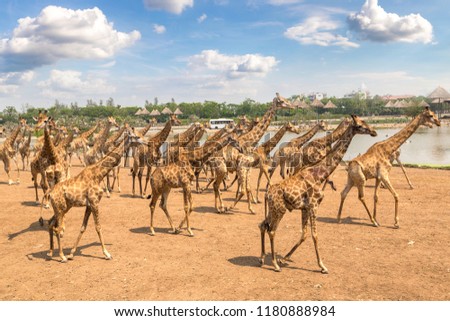 Giraffe in a summer day