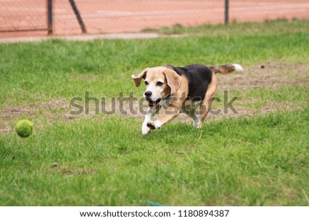 photo session of dogs during the annual meeting of Beagle dogs and their owners
