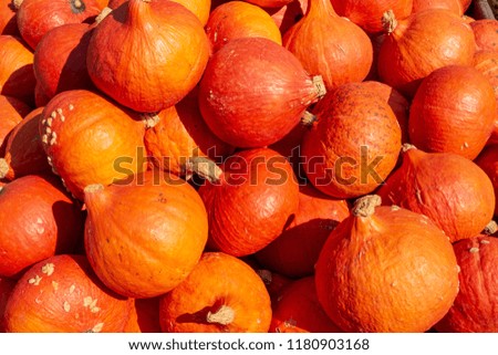 Pumpkin selection during fall as a great seasonal background with various colors