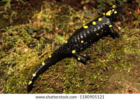 Amphibian The fire salamander Salamandra salamandra