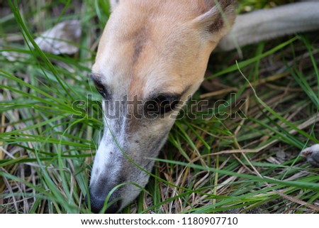 the picture of the whippet dog's face