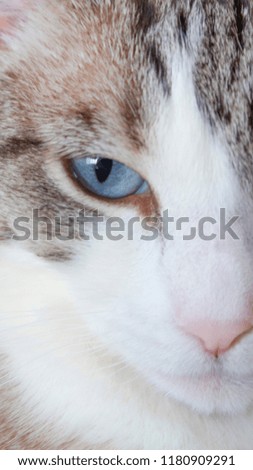 White cat with blue eyes and pink hozico. close-up on. horizontal and vertical