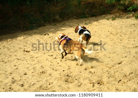photo session of dogs during the annual meeting of Beagle dogs and their owners