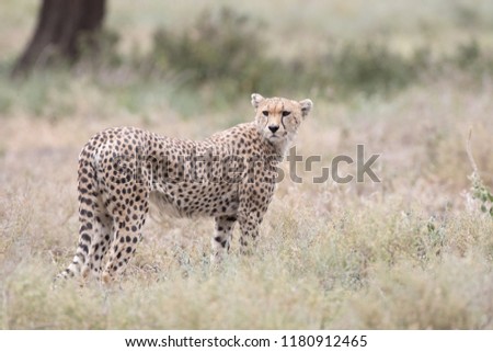 cheetah looking back surrounded by low plants with a blurred background