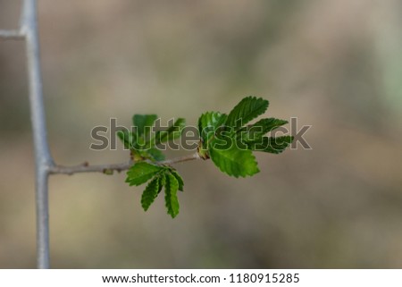 the picture of the isolated green branch