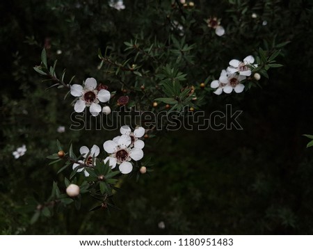 Close up white flowers in green screen background