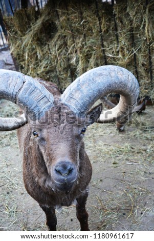 Beautiful mountain goat brown, cloven-hoofed with large horns, photo for presentation, printing, website, banner, poster, calendar, background for picture, business card, notebook, banner