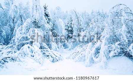 Winter landscape. Snow-covered forest in the early morning after a heavy snow
