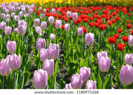 Beautiful pink and red tulips bloom in the spring, the greens are bright, green, background for presentation, printing, website, banner, poster, calendar, background for picture, business card