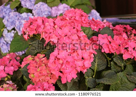Beautiful purple and pink hydrangea in spring, delicate flowers, background for presentation, printing, website, banner, poster, calendar, background for picture, business card, notebook, banner