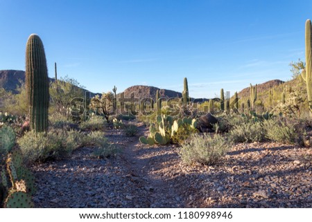A hiking path or running trail with creosote bushes, prickly pear cactus and saguaro and cholla cacti. Small mesquite trees dot the landscape with close mountains, outside of Tucson, Arizona 2018.