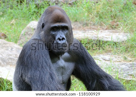 Gorillas  the largest extant genus of primates by size, that inhabit the forests of central Africa.