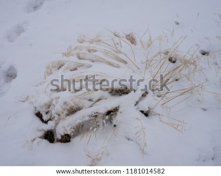 lying snow after the last snowfall. Picture taken in the winter season of dry grass on a white background background of snow