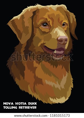 Colored portrait of Nova Scotia Duck Tolling Retriever isolated vector illustration on black background