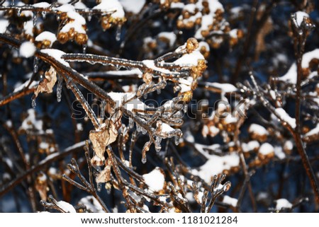 Frozen branches of plants covered with a layer of ice, cold winter, background for presentation, printing, website, banner, poster, calendar, background for picture, business card, notebook, banner