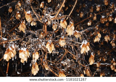Frozen branches of plants covered with a layer of ice, cold winter, background for presentation, printing, website, banner, poster, calendar, background for picture, business card, notebook, banner