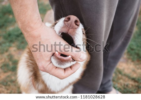 Photo of man's hand and husky. Dog plays with the owner, bites his hand