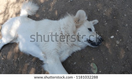 sleep dog pedigree sheepdog