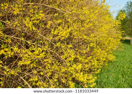 Beautiful yellow bush forsythia, beautiful spring, blue sky, great mood, background for presentation, printing, website, banner, poster, calendar, background for picture, business card, notebook
