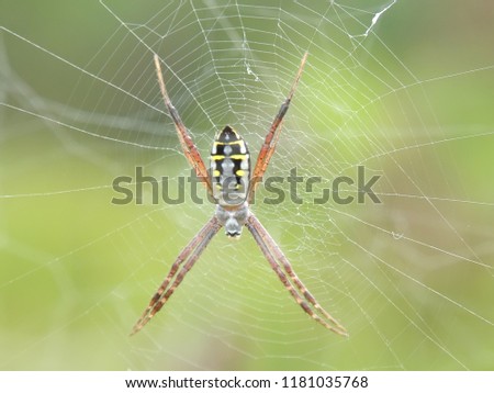 Spider net beautiful