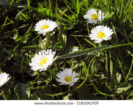 Delicate chamomile flowers among the green grass.