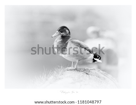 Vintage made duck photo print black and white traditional art Anatidae (high resolution medium format camera) with fictional text 'Photographed June 22'