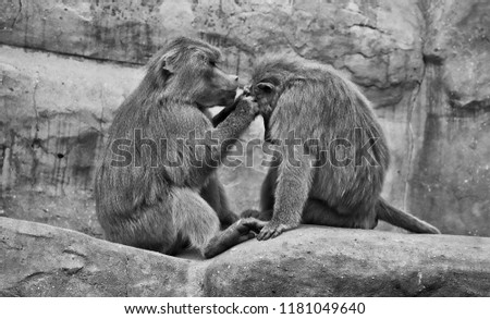 Hamadryas baboons. Two baboons sit on a rock and take care of each other. Wildlife. Close-up portrait. Wild animals. Black and White Photography.