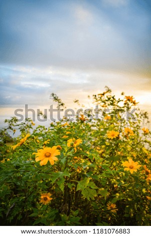 Landscape of tree marigold flower field on hill mountain with sunrise in the morning in the winter / Mexican sunflower Japanese 