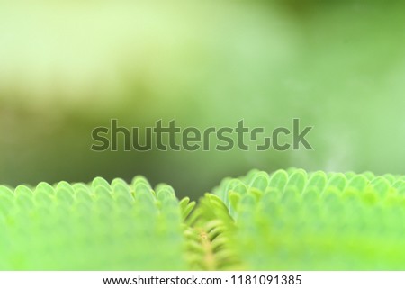 The surface of leaves with sunlight in the morning,blurred photo