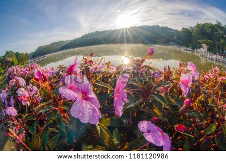 Sun and flower in fog beside the lake in Valley of Love Da Lat- Lam Dong, beatifull sunlight shine on puple flowers 