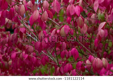 Beautiful red and pink leaf bush background