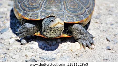 Diamondback Terrapin Turtle Forsythe National Wildlife Refuge, NJ Royalty-Free Stock Photo #1181122963