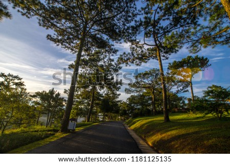 Small way in Valley of love - Thung lung tinh yeu with the pine and sunlight in early morning in Dalat- Lam Dong - Vietnam