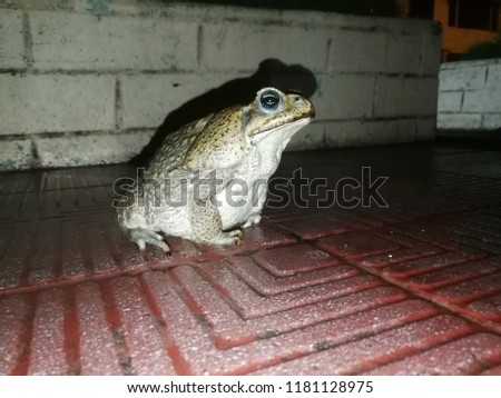 Close-up view Toad on the sidewalk at night