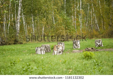 resting place in forest made of birch stumps