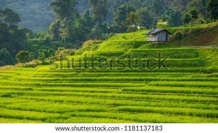Rice Hut In the rice planting with rice fields that are fresh green in agriculture and nature concept