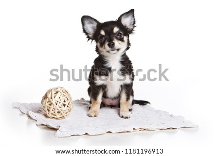Puppy Chihuahua Dog (isolated on white)