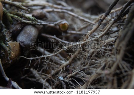 Close-up Roots of tree covered 
