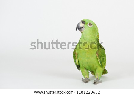 Funny green parrot stand on white studio background Royalty-Free Stock Photo #1181220652