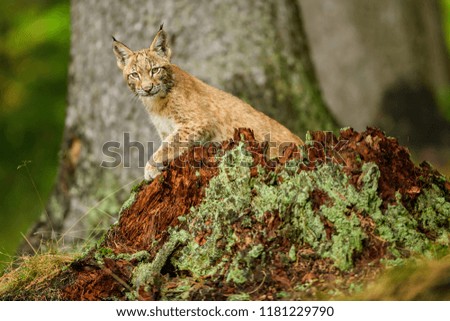 Lynx, Eurasian wild cat walking on green mossy stone with green forest in background. Beautiful animal in the nature habitat, Germany
