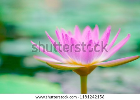 Pink lotus in a beautifully blooming pond in the morning,  The lotus is a symbol of goodness, is a belief that has existed since the time of the buddha era, Close-up and selective focus by macro lens